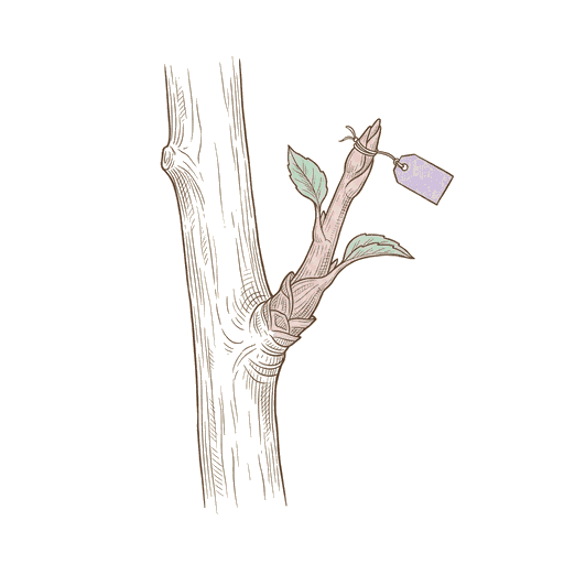 w02-42-branch.png